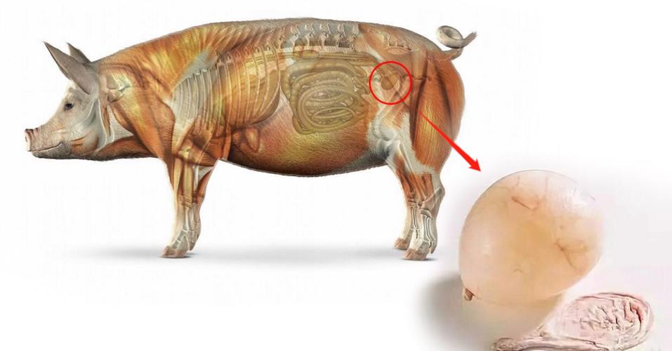 足球的起源简介,足球的起源作文400字