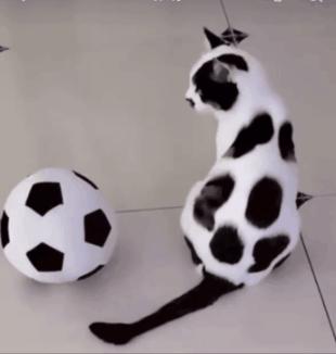 世界杯火了的猫,足球世界杯猫