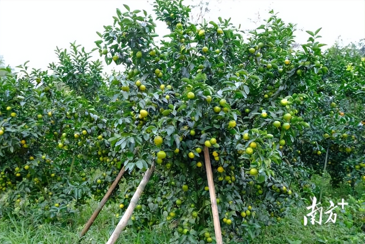 四会正宗沙糖桔是纯甜的吗,四会沙糖桔有没有籽