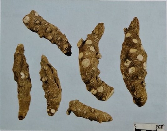 中医三七药材标准,三七真假对比图片三七主治