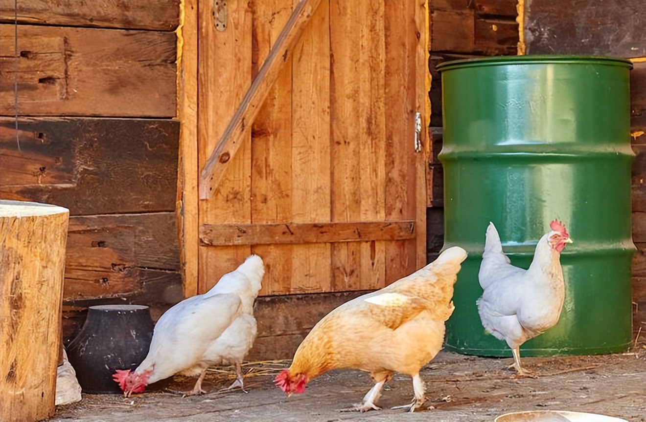如何解决肉鸡减料,肉鸡突然不吃料的原因