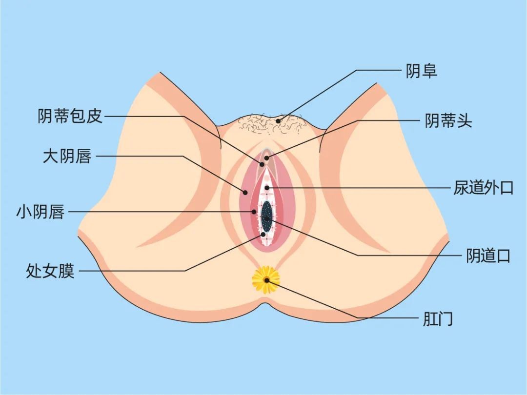 生完孩子大便从尿道排出,大便控制不住是生小孩导致的吗