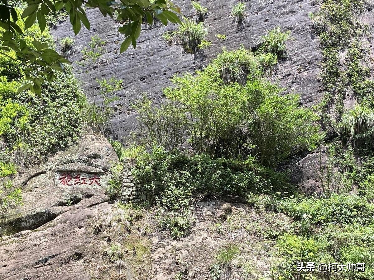 肉桂茶有多少品种图片及价格,武夷岩茶肉桂水仙大红袍的区别