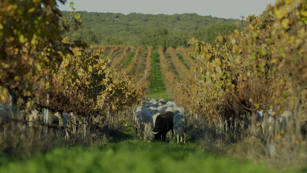 疫情后哪个国家旅游最好,疫情后海外旅游推荐