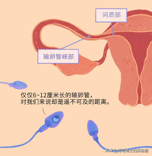 精子进入人体1小时变化,精子进入人体24小时变化