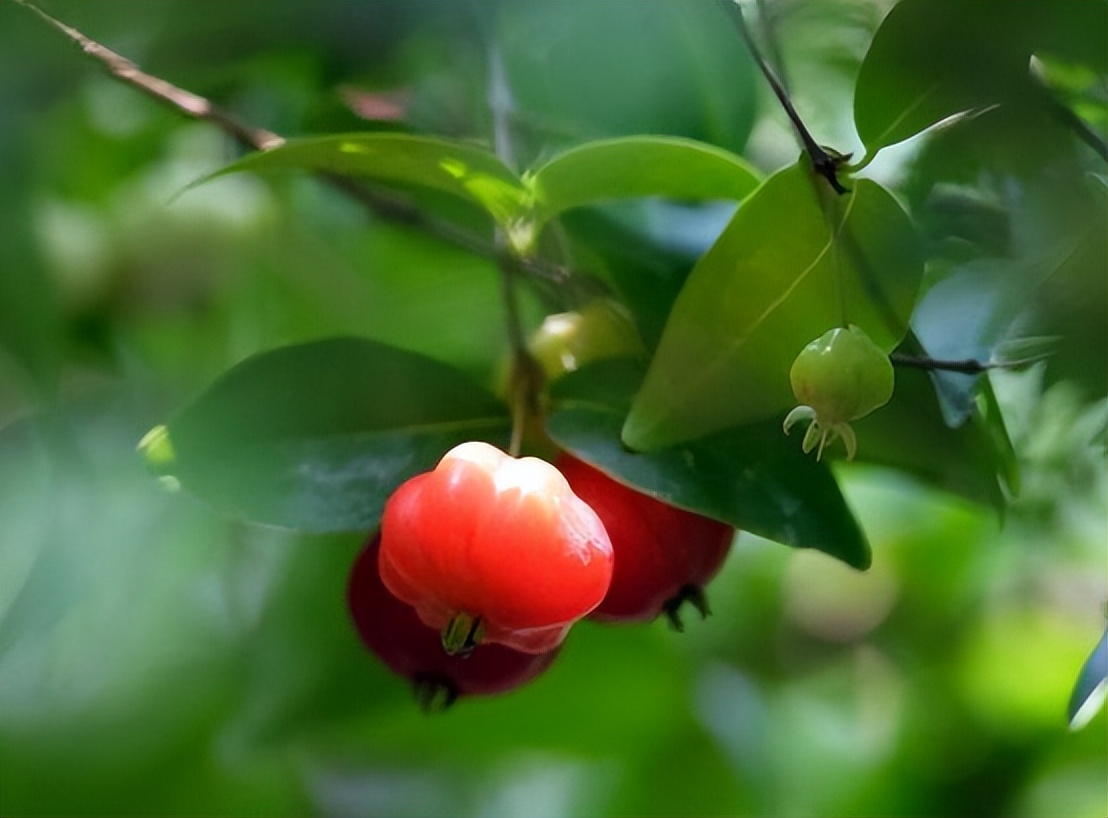 广东阿婆种了1株“怪樱桃”，果子像南瓜，营养师：可促脑、促眠