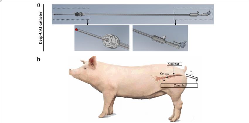 如何提高母猪的受孕率方案,猪用人工授精能提高受胎率吗