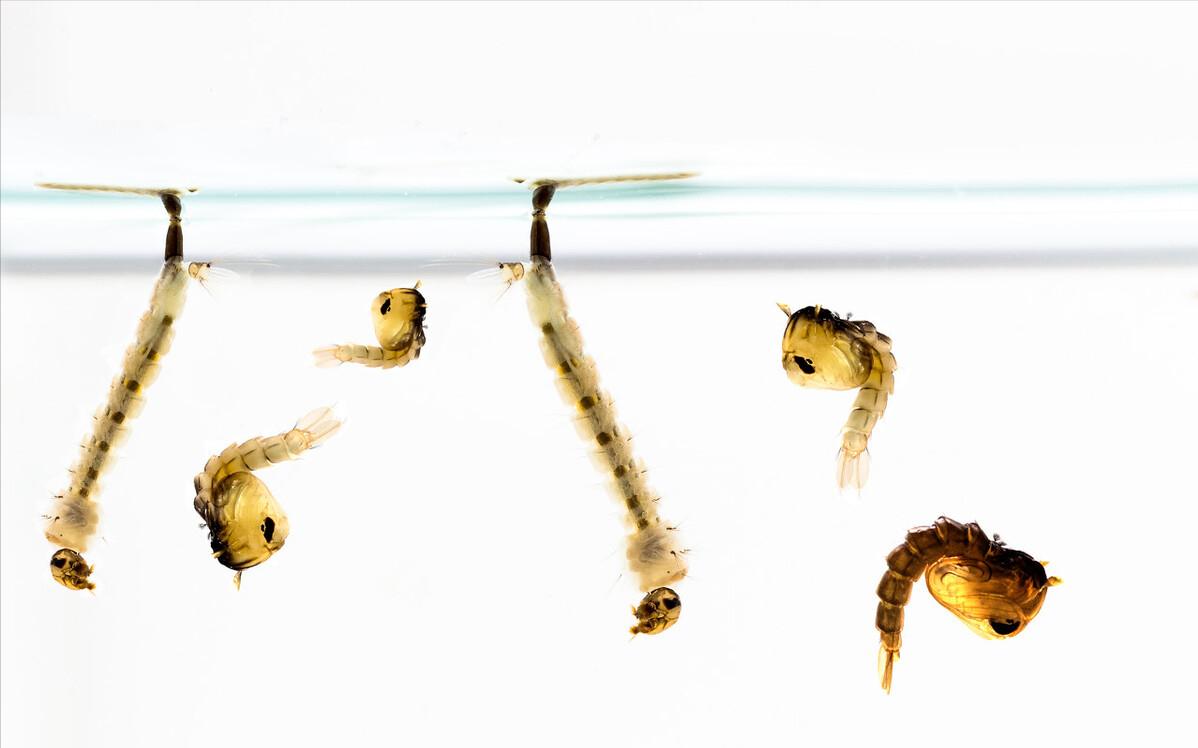 一天能捞100多斤!中国多地出现“捞虫族”,暴利下风险有多大?