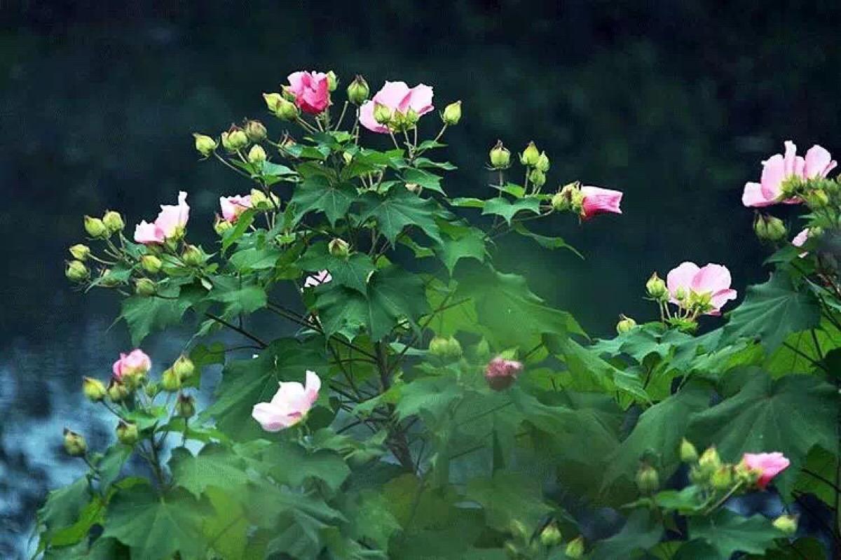 王维50首最好的五言绝句,王维最有名的十首诗大全