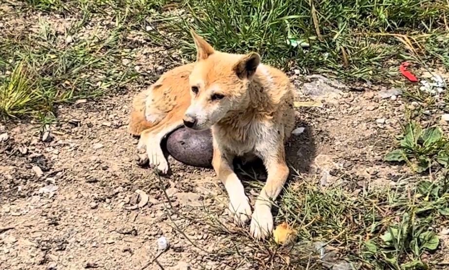 有人说这狗长了价值连城的狗宝，可网友看到，却直呼这只狗狗可怜