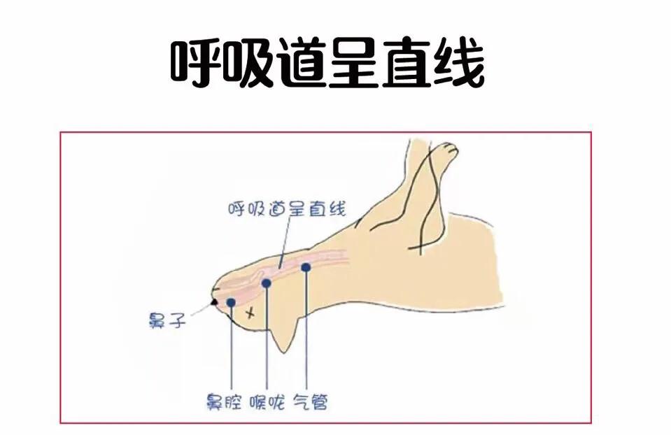 急救知识心肺复苏猫咪,如何正确给小奶猫做心肺复苏