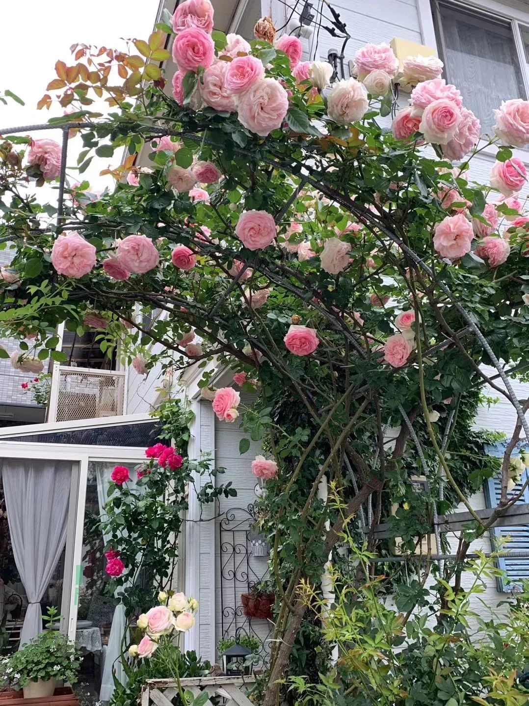 鏃ユ湰绉佷汉鏈堝鑺卞洯搴櫌,鎴戝湪鏃ユ湰