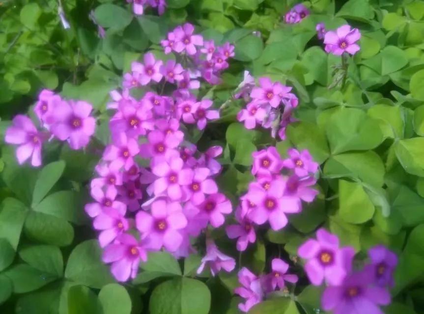 爸爸怎么办,爸爸出轨了我该怎么办