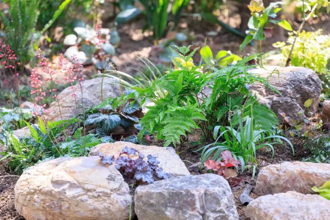 合庆郊野公园游玩攻略,合庆郊野公园二期