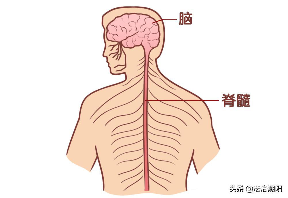 熬夜了脑袋昏沉,熬夜后脑袋胀疼怎么回事