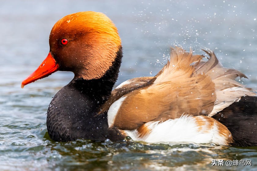 佳能rf800mmf5.6评测,佳能rf800mm二代