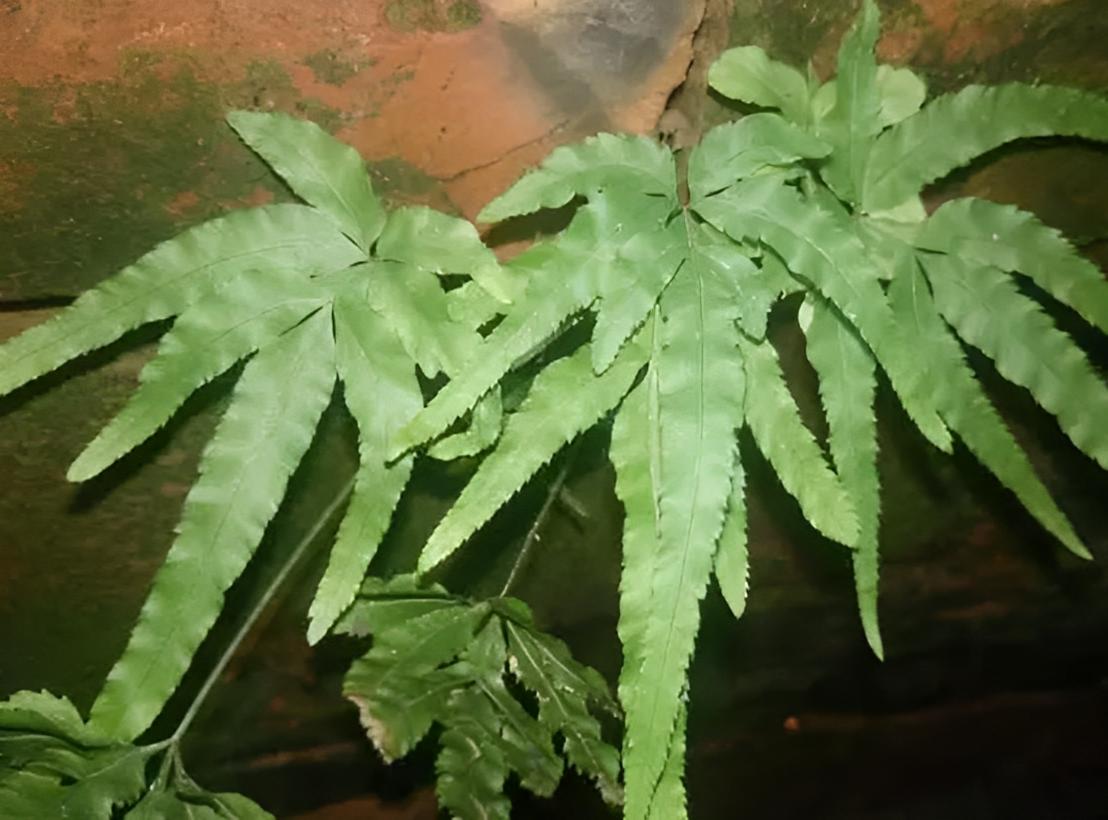 长在水沟边的草药图片有点像竹叶,长在井边的草药