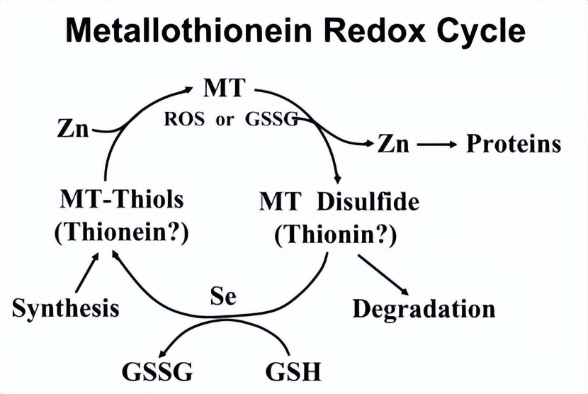 金属硫蛋白副作用,金属硫蛋白的功效和作用