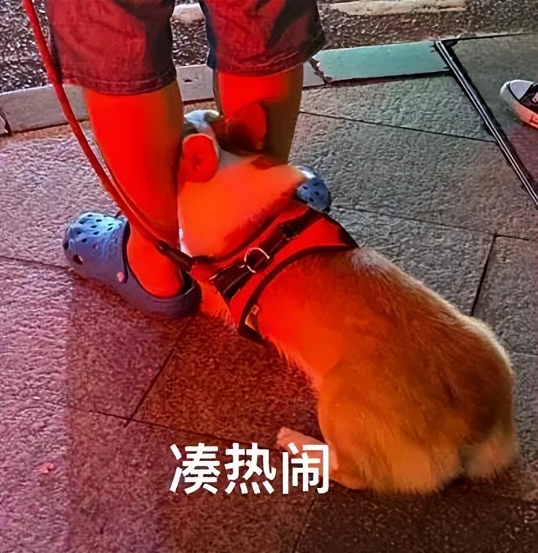 收藏打卡！坪山区原来有这么多地方可以逛，免费又好玩