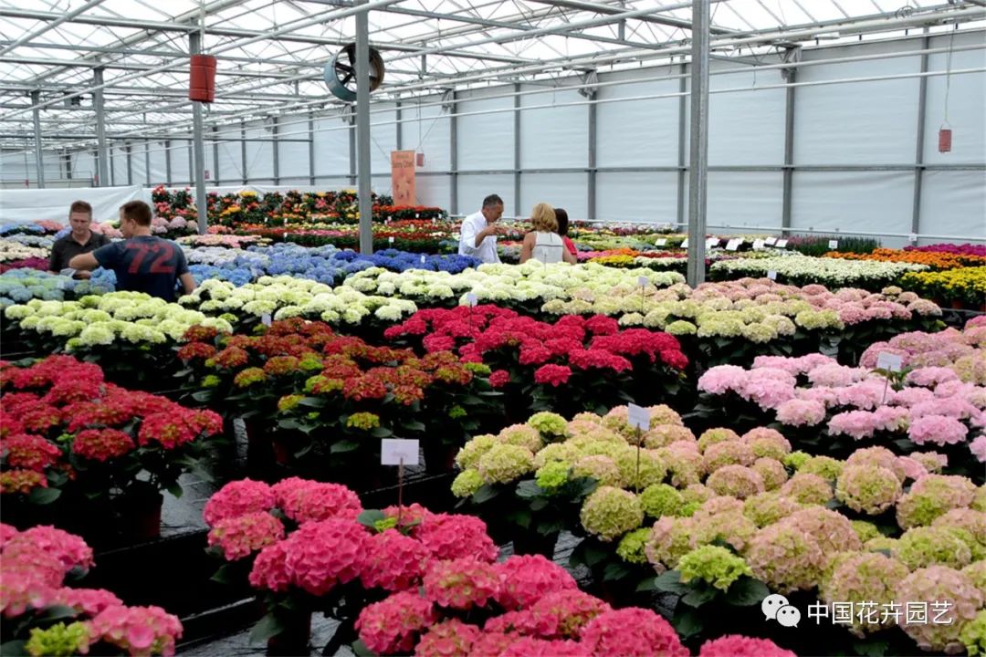 鑺卞崏鍝佺灞曠ず,鏂颁紭鑺卞崏鍝佺灞曠ず