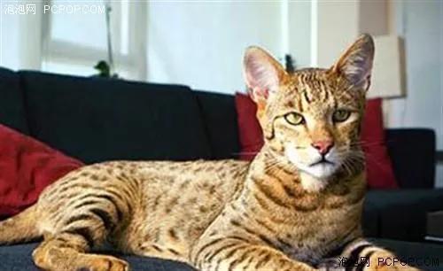 世界上最贵的猫咪,十种世界上最昂贵的猫咪