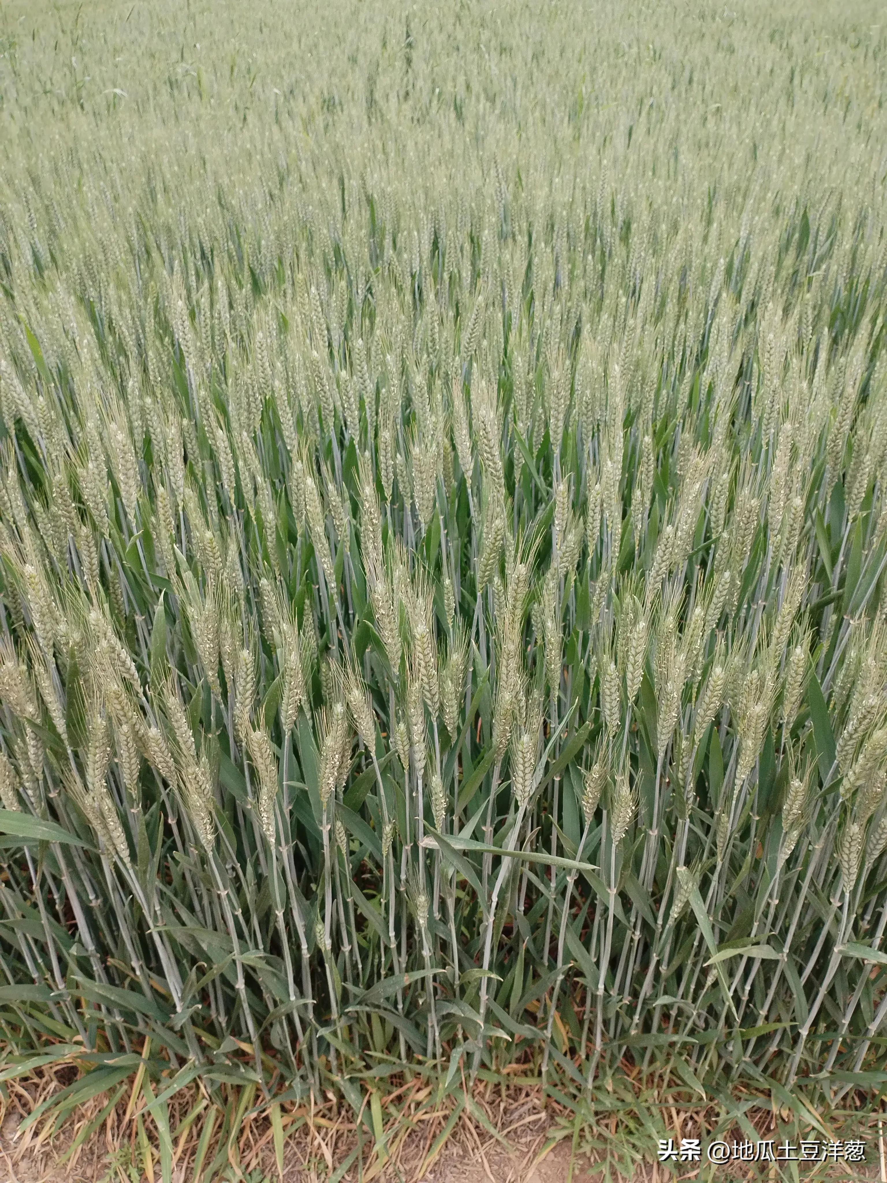 寿比南山是多少岁,寿比南山福如海下一句是什么