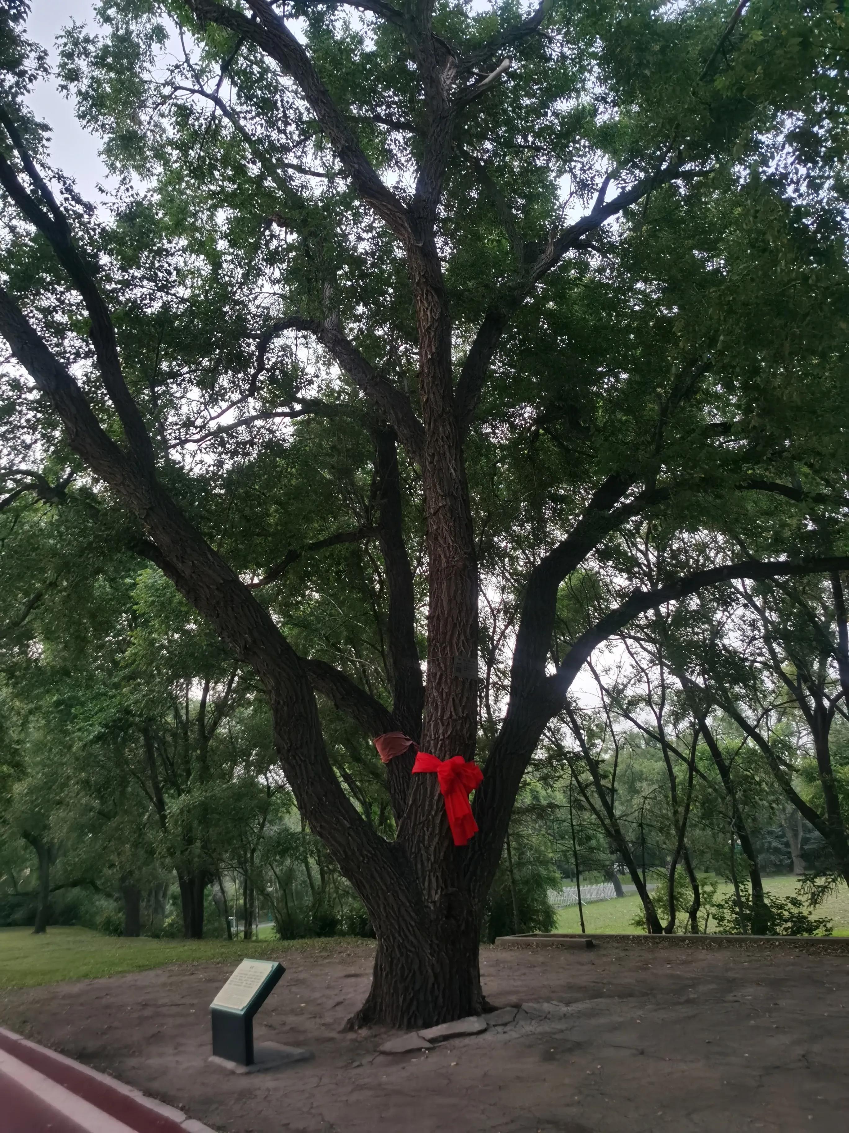 哈尔滨太阳岛一日游详细攻略,哈尔滨太阳岛风景区