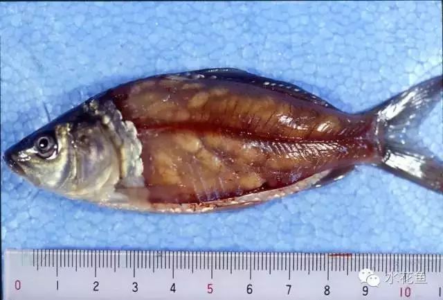 鱼身上长锚头鳋虫图片,锚头鳋孢子虫