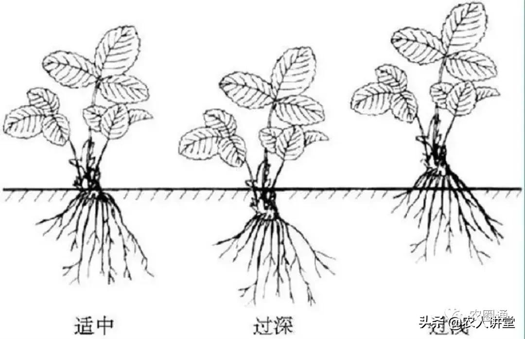 草莓的根系特征及草莓养根技巧,如何种植草莓苗让草莓长得更好