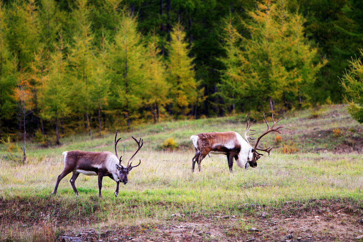 纯正大兴安岭野生榛子,野生榛子大兴安岭