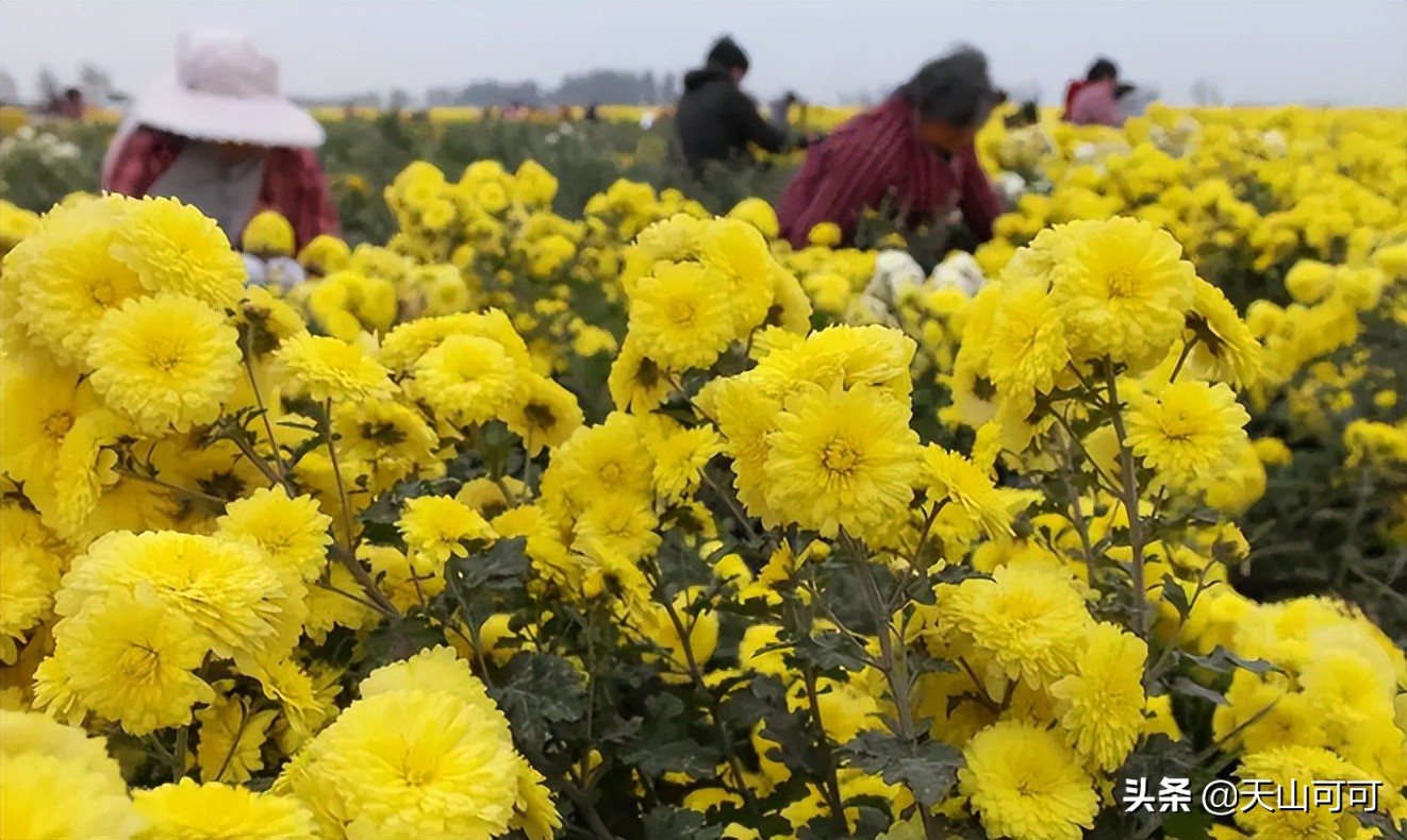 菊花搭配什么不凉不热还去火,夏天喝哪种菊花清热解暑