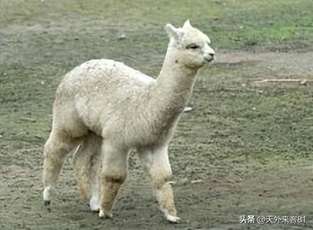 每日一动物：羊驼「yángtuó」