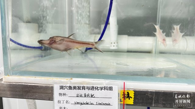 溶洞鱼没眼睛,洞穴鱼为什么会退化