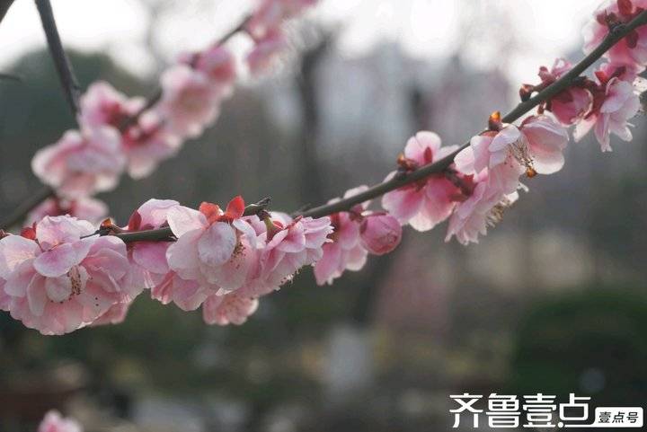 冬日梅园暗香浮动,梅园暗香的抖音