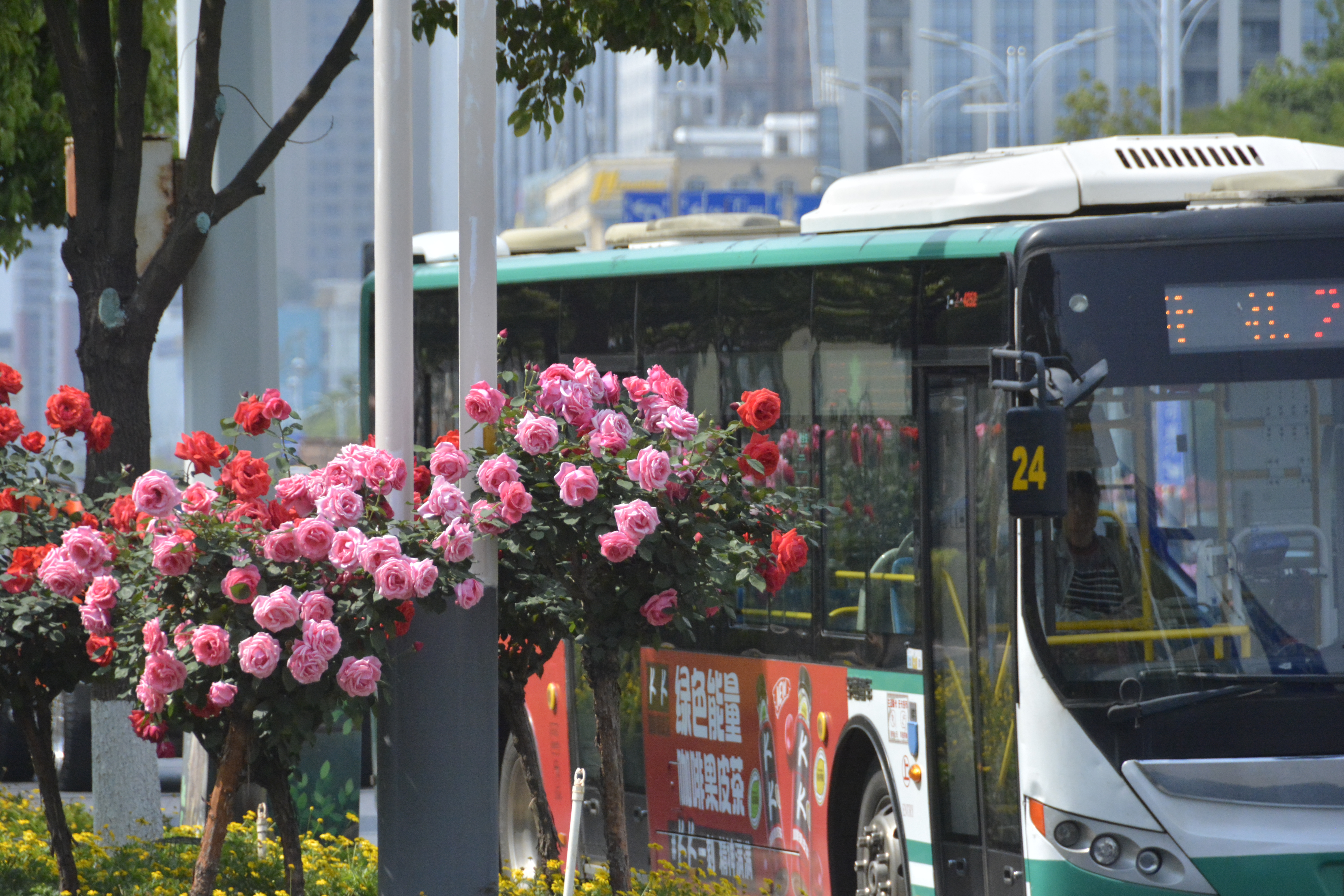昆明绿化带开满鲜花,昆明的顶级绿化带