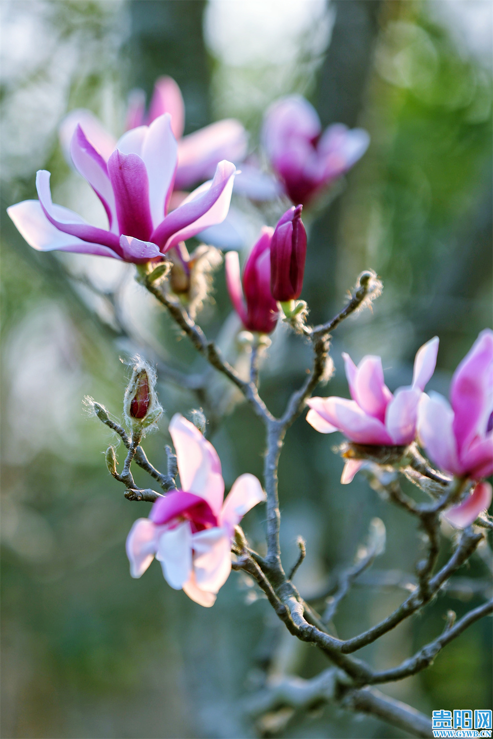 繁花盛开，属于贵阳的初春壁纸来啦
