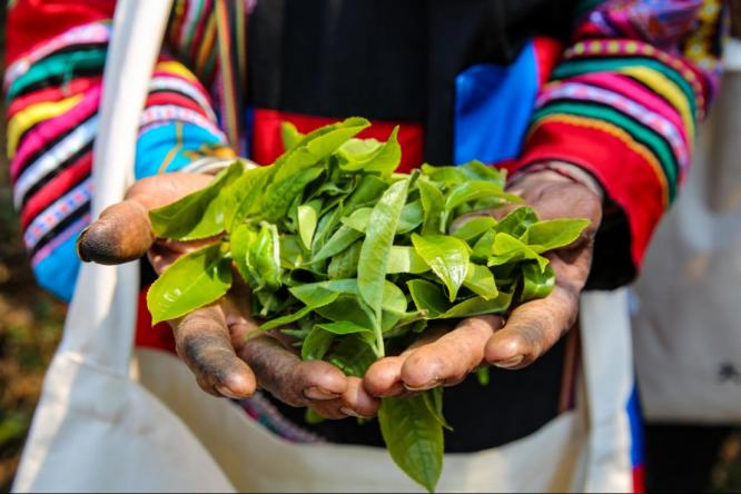 请你喝一杯普洱茶完整版,请你喝一杯普洱