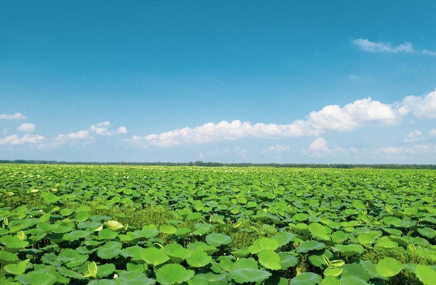霍邱乡村振兴胡晓俊,安徽霍邱乡村振兴政策制度