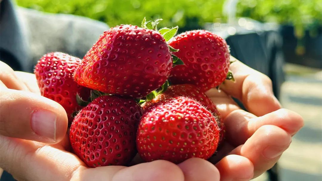 昌平可以摘草莓的地方,昌平摘草莓