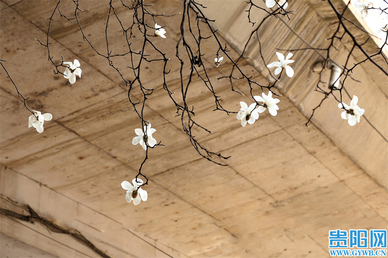 多彩贵州花漾中国走进黔西南,多彩贵州花漾中国兴义