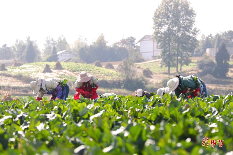 黔货出山山货进城,山货出山土货进城