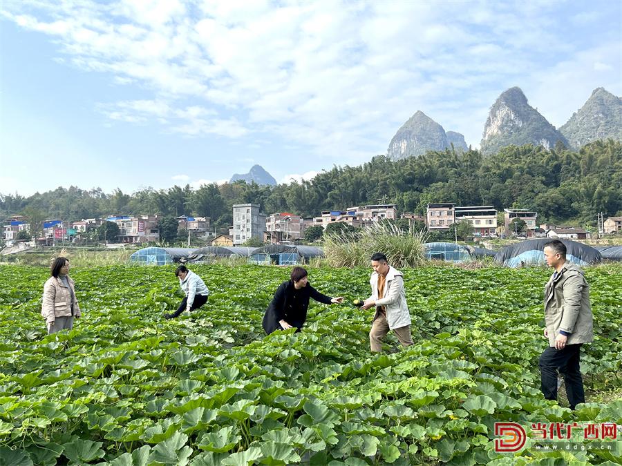 短平快农作物,冬闲变农忙拓宽农民致富路