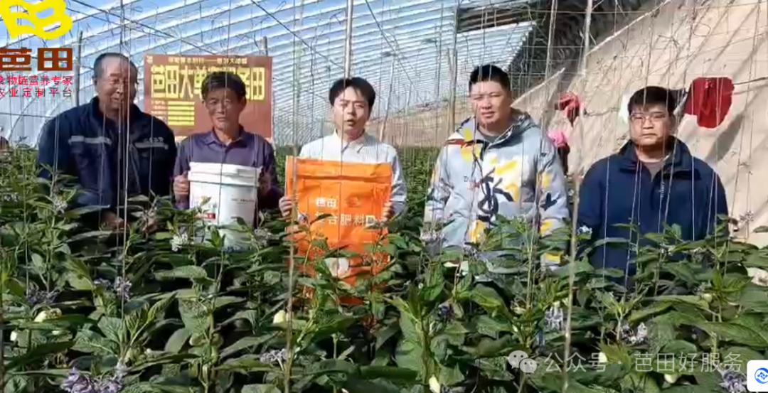 人参果种植致富,种植人参果经济价值