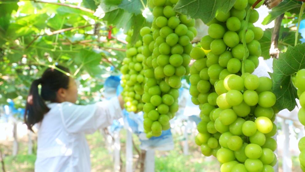 新农人领跑乡村致富路,逐梦沃野新农人