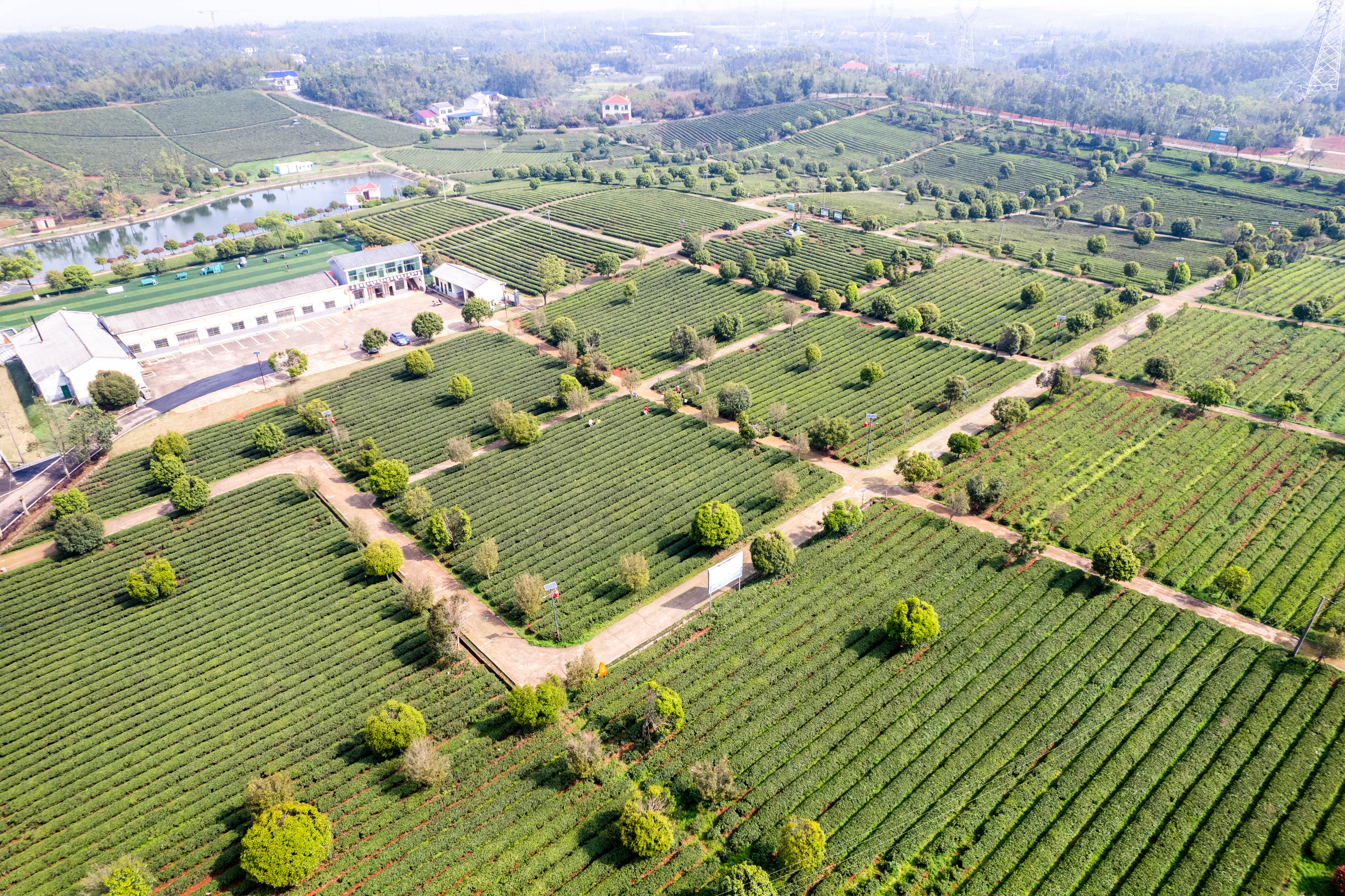 贵州绥阳春茶飘香茶农采摘忙,湖南望城明前茶飘香茶农采制忙