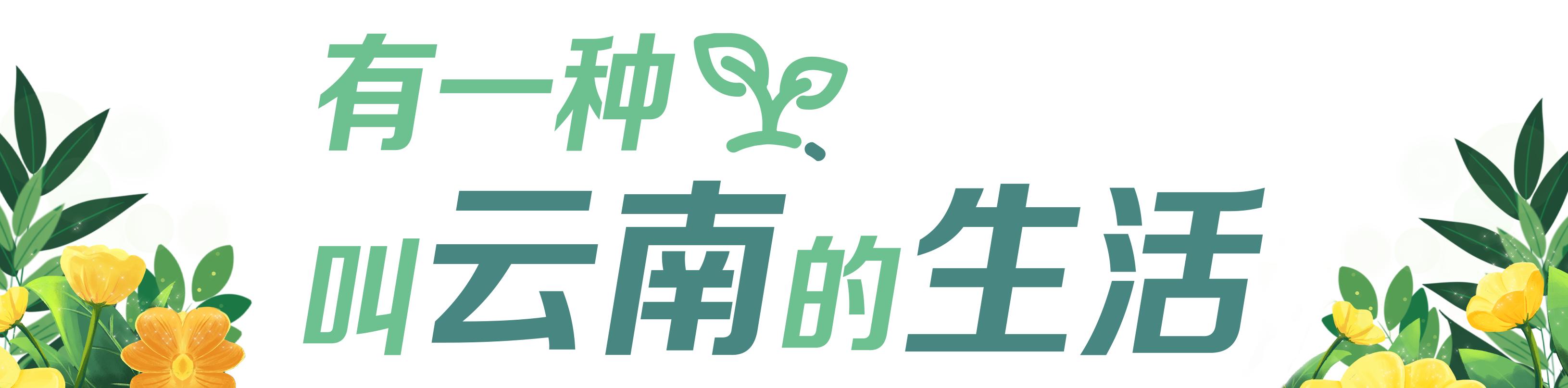 有一种叫云南的生活｜在曲靖，邂逅飞舞的精灵“绣眼鸟”