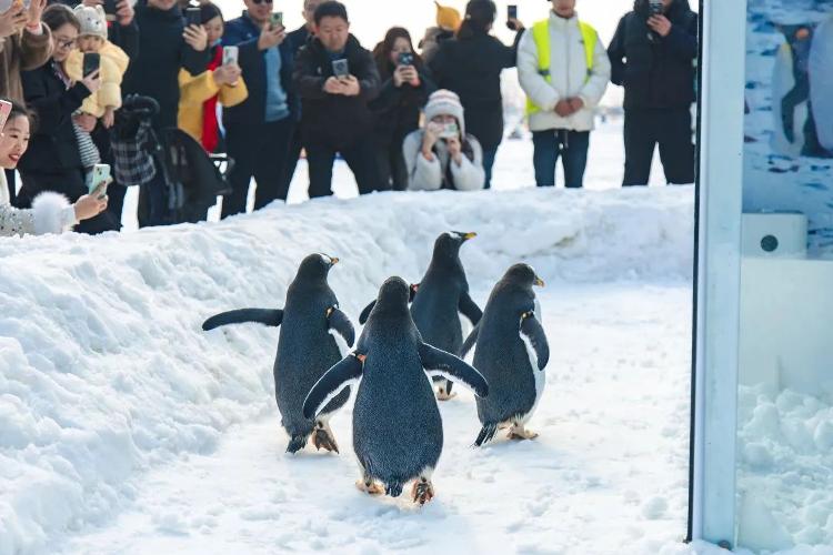 夏天可以玩冰雪的地方,临沂冰雪