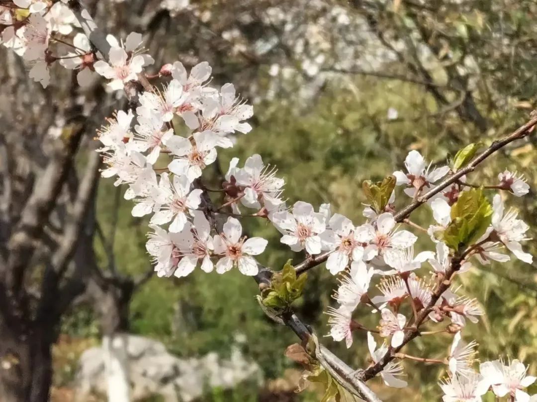 潍坊哪里的樱花最好,潍坊樱花大道在哪里
