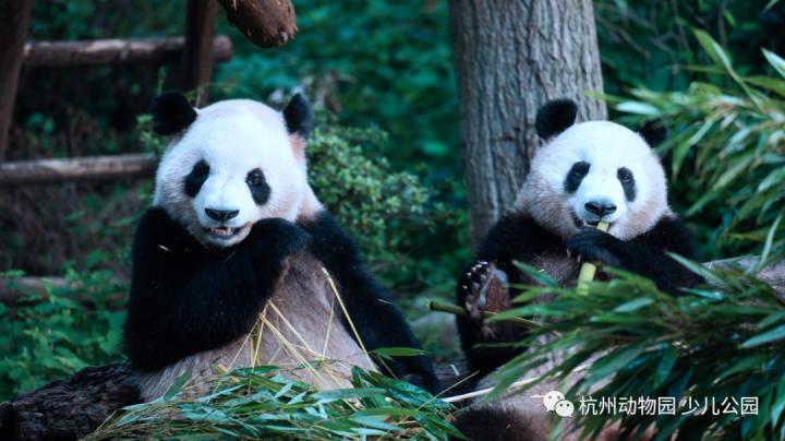 杭州动物园大熊猫馆怎么预约,杭州动物园大熊猫
