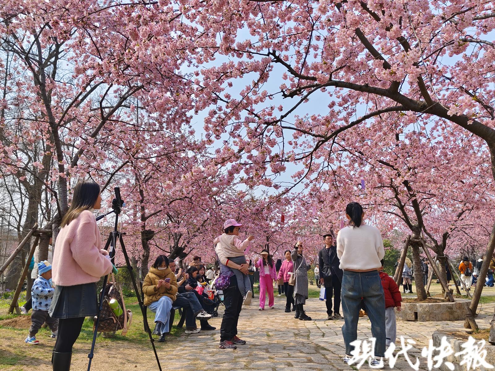 粉色花海似仙境,粉色花海无锡